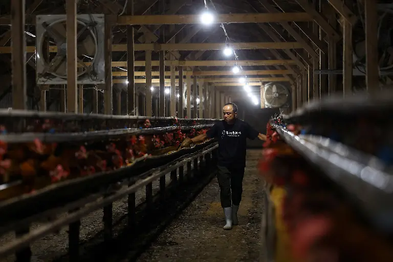 Tetsuya-Usuba-48-walks-between-cages-housing-Boris-Brown-chickens-and-stirs-feed-after-barn-lights-switch-on-automatically-at-2-30-a-m-at-the-Usuba-poultry-farm-in-Mashiko-Tochigi-Prefecture-Japan-August-10-2026-REUTERS-Issei-Kato-SEARCH-KATO-JAPAN-FARMERS-FOR-THIS-STORY-SEARCH-WIDER-IMAGE-FOR-ALL-STORIES