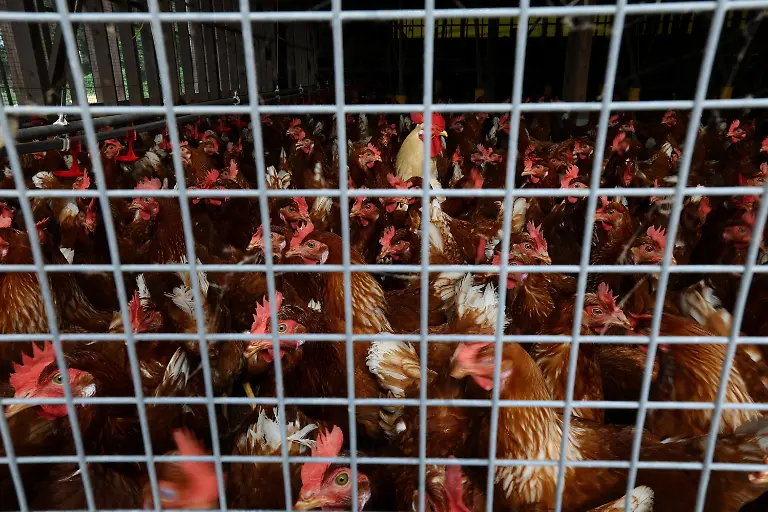 Boris-Brown-chickens-inside-a-free-range-coop-at-the-Usuba-poultry-farm-in-Mashiko-Tochigi-Prefecture-Japan-August-10-2026-REUTERS-Issei-Kato-SEARCH-KATO-JAPAN-FARMERS-FOR-THIS-STORY-SEARCH-WIDER-IMAGE-FOR-ALL-STORIES