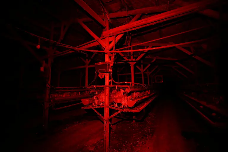 Boris-Brown-chickens-inside-cages-before-barn-lights-switch-on-automatically-at-the-Usuba-poultry-farm-in-Mashiko-Tochigi-Prefecture-Japan-August-10-2026-REUTERS-Issei-Kato-SEARCH-KATO-JAPAN-FARMERS-FOR-THIS-STORY-SEARCH-WIDER-IMAGE-FOR-ALL-STORIES