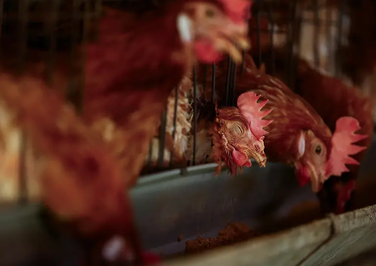 Boris-Brown-chickens-inside-cages-at-the-Usuba-poultry-farm-in-Mashiko-Tochigi-Prefecture-Japan-August-9-2026-Usuba-wakes-hens-to-eat-at-2-30-a-m-during-the-summer-before-daytime-temperatures-suppress-their-appetite-REUTERS-Issei-Kato-SEARCH-KATO-JAPAN-FARMERS-FOR-THIS-STORY-SEARCH-WIDER-IMAGE-FOR-ALL-STORIES