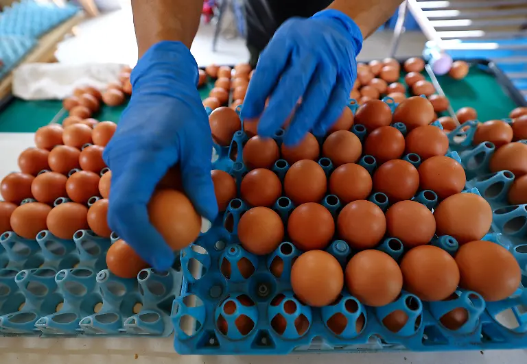 Tetsuya-Usuba-48-owner-of-the-Usuba-poultry-farm-places-eggs-laid-by-Boris-Brown-chickens-into-trays-in-Mashiko-Tochigi-Prefecture-Japan-August-10-2026-REUTERS-Issei-Kato-SEARCH-KATO-JAPAN-FARMERS-FOR-THIS-STORY-SEARCH-WIDER-IMAGE-FOR-ALL-STORIES