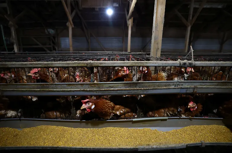 Boris-Brown-chickens-inside-cages-after-barn-lights-switch-on-automatically-at-2-30-a-m-at-the-Usuba-poultry-farm-in-Mashiko-Tochigi-Prefecture-Japan-August-10-2026-The-lights-wake-the-hens-to-eat-before-daytime-heat-suppresses-their-appetite-REUTERS-Issei-Kato-SEARCH-KATO-JAPAN-FARMERS-FOR-THIS-STORY-SEARCH-WIDER-IMAGE-FOR-ALL-STORIES