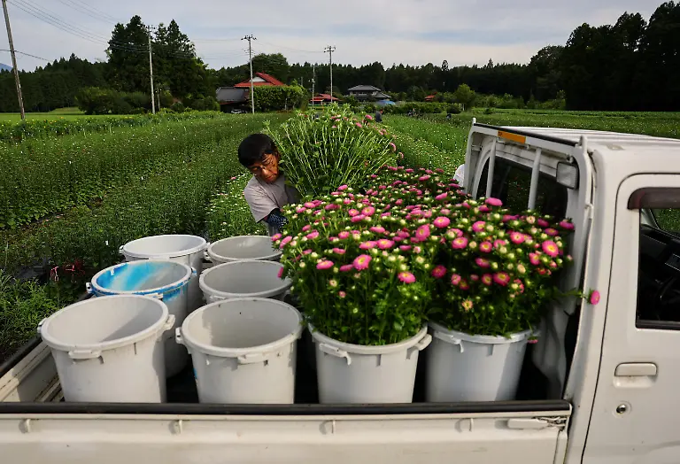 An-employee-at-the-Nikko-Engei-flower-farm-harvests-asters-during-the-early-morning-in-Nikko-Tochigi-Prefecture-Japan-August-9-2026-REUTERS-Issei-Kato-SEARCH-KATO-JAPAN-FARMERS-FOR-THIS-STORY-SEARCH-WIDER-IMAGE-FOR-ALL-STORIES