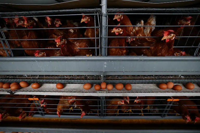 Boris-Brown-chickens-and-eggs-inside-cages-at-the-Usuba-poultry-farm-in-Mashiko-Tochigi-Prefecture-Japan-August-10-2026-REUTERS-Issei-Kato-SEARCH-KATO-JAPAN-FARMERS-FOR-THIS-STORY-SEARCH-WIDER-IMAGE-FOR-ALL-STORIES