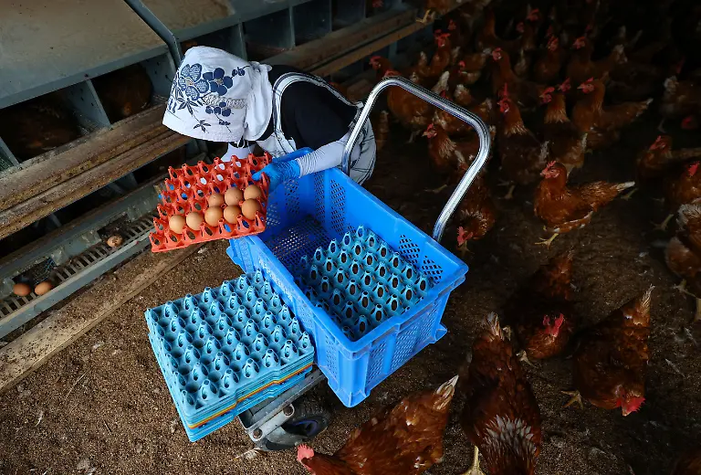 An-employee-at-the-Usuba-poultry-farm-collects-eggs-inside-a-free-range-coop-housing-Boris-Brown-chickens-in-Mashiko-Tochigi-Prefecture-Japan-August-10-2026-REUTERS-Issei-Kato-SEARCH-KATO-JAPAN-FARMERS-FOR-THIS-STORY-SEARCH-WIDER-IMAGE-FOR-ALL-STORIES