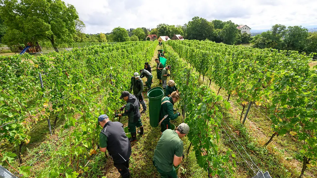 Das-Staatsweingut-Schloss-Wackerbarth-hat-mit-der-Weinlese-begonnen
