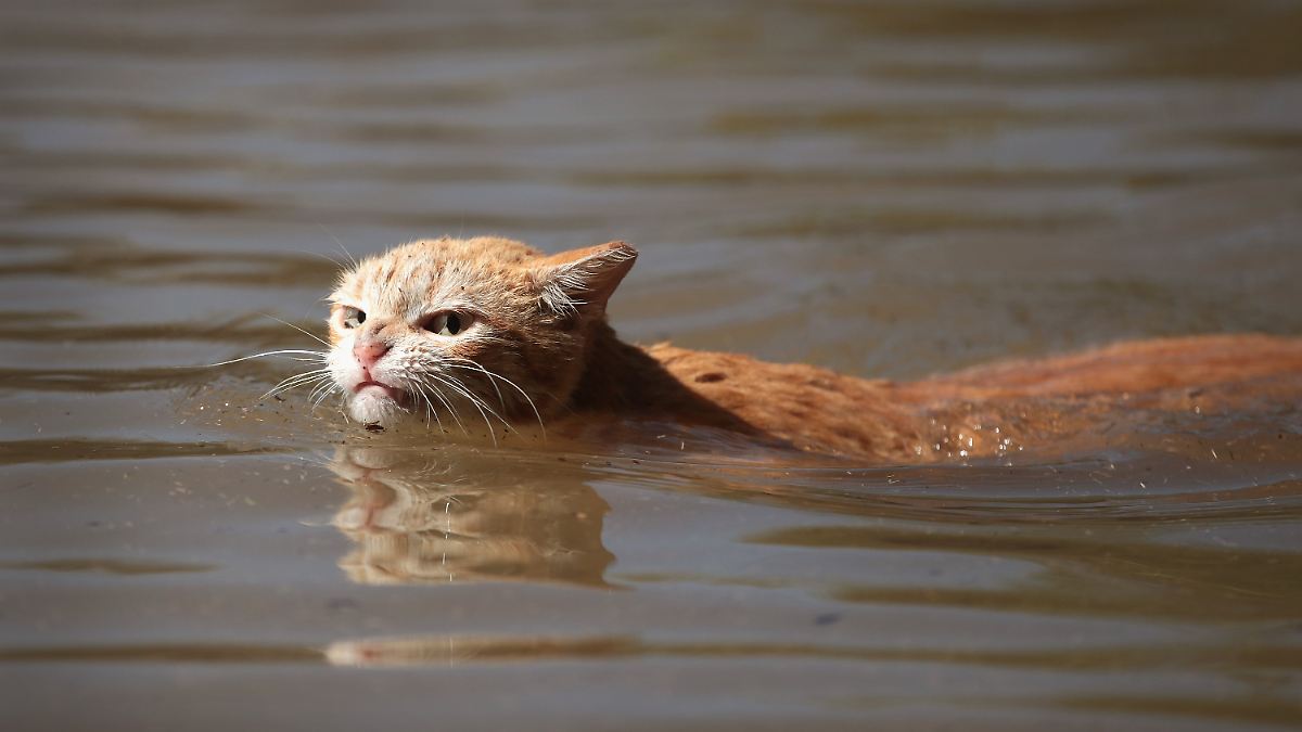 Baden in Baden-Baden: Katze öffnet Wasserhahn und überflutet Wohnung