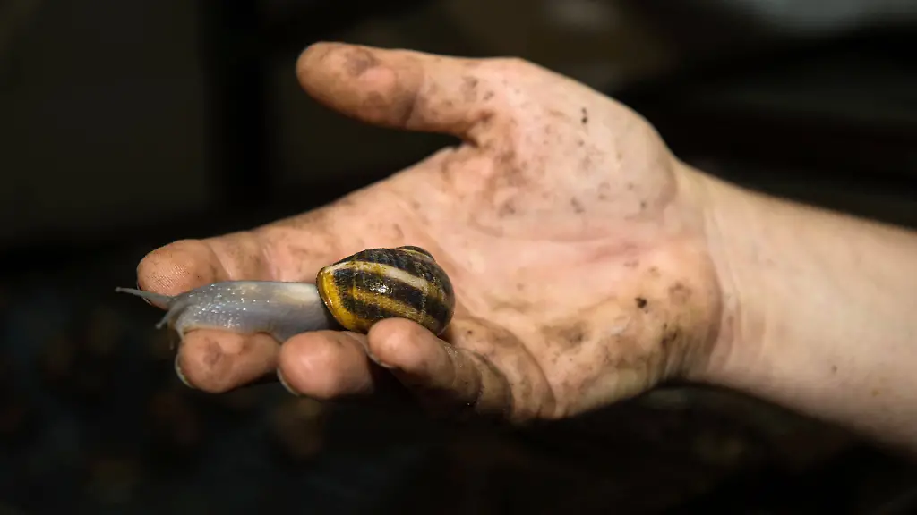 Snail-farming-Heliciculture-or-heliculture-snail-farming-in-a-Snail-Farm-in-Le-Croisic-north-western-France-Nursery-Local-Caption-Europe-Western-Europe-France-PUBLICATIONxNOTxINxFRA-Copyright-xRuaud-Andia