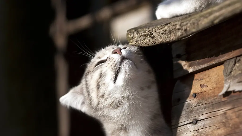 Hauskatze-Haus-Katze-Felis-silvestris-f-catus-markiert-ein-Holzbrett-domestic-cat-house-cat-Felis-silvestris-f
