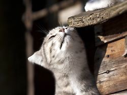 Altes Rätsel ist gelöst: Katzen erkennen Artgenossen an Duftmarken im Urin