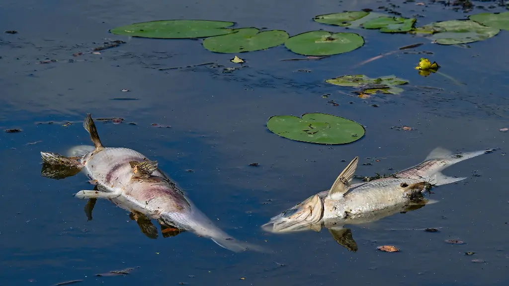In-diesem-Sommer-gab-es-laut-Umweltministerium-bereits-zahlreiche-tote-Fische-im-Freistaat