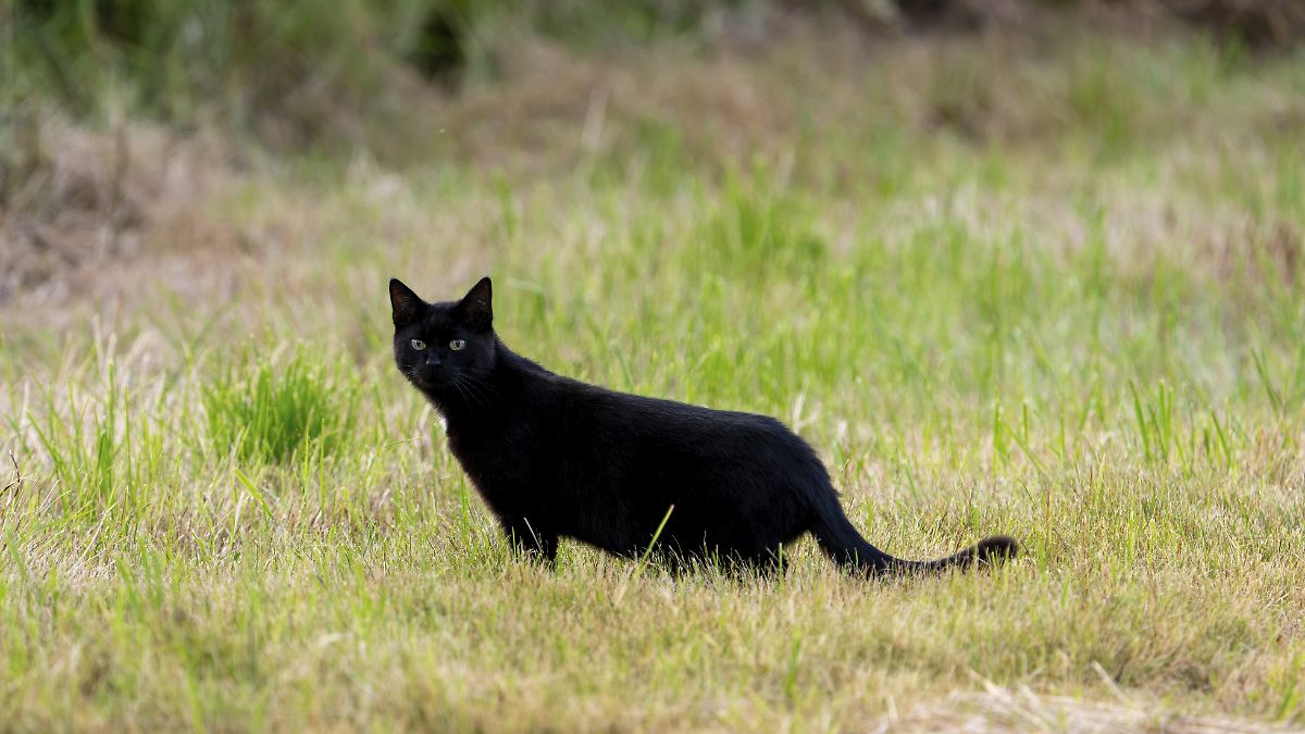 Family Spends Vacation at Highway Rest Stop After Cat Escapes