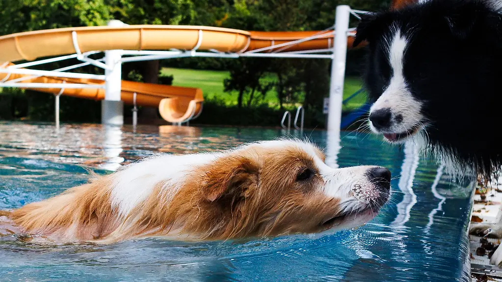 Die-Herrchen-und-Frauen-duerfen-beim-Hundeschwimmen-nur-anfeuern