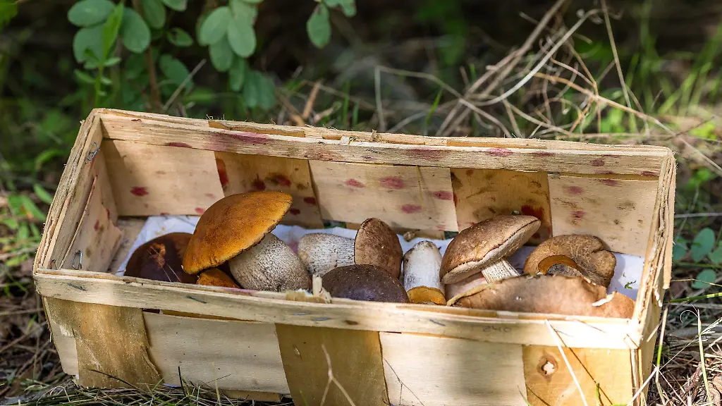 Fuer-die-Pilzsammler-steht-die-Hauptsaison-bevor