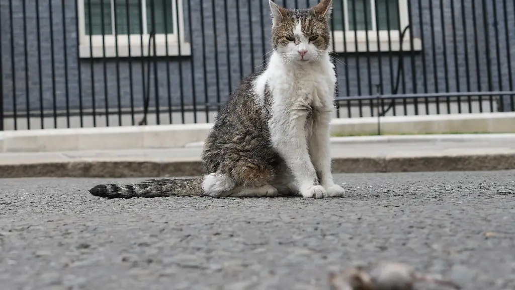 Larry-the-Cat-Chief-Mouser-to-the-Cabinet-Office-looks-towards-a-mouse-that-he-caught-whilst-a-Cabinet-meeting-takes-place-in-Downing-Street-in-London-Tuesday-July-21-2026