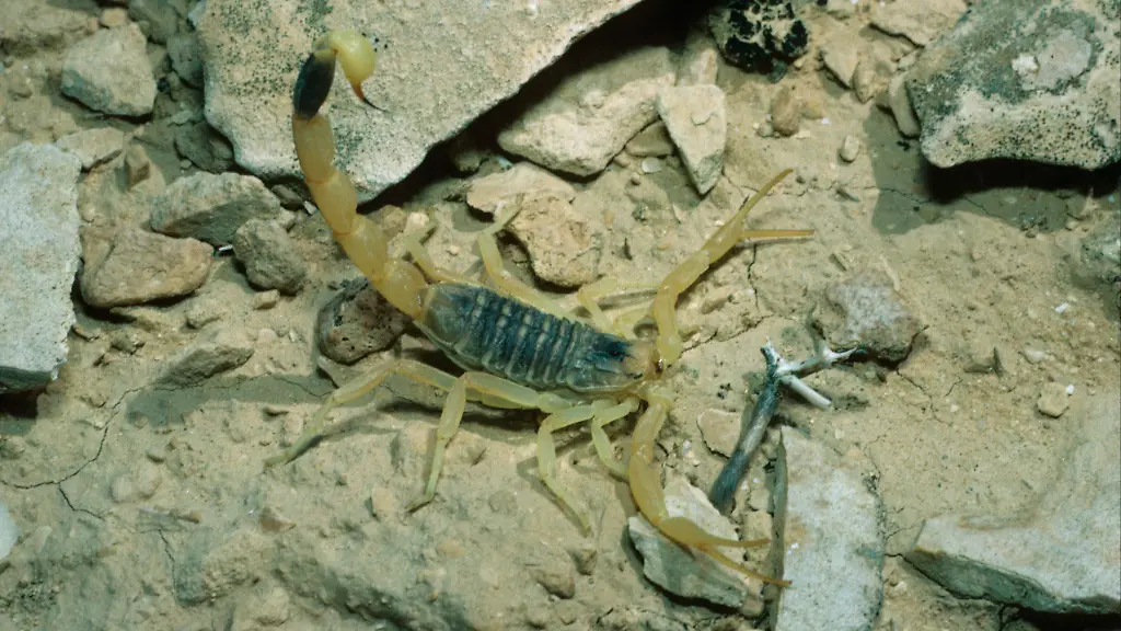Gelber-Mittelmeerskorpion-Leiurus-quinquestriatus-auf-felsigem-Grund-Israel-Naher-Osten-Asien