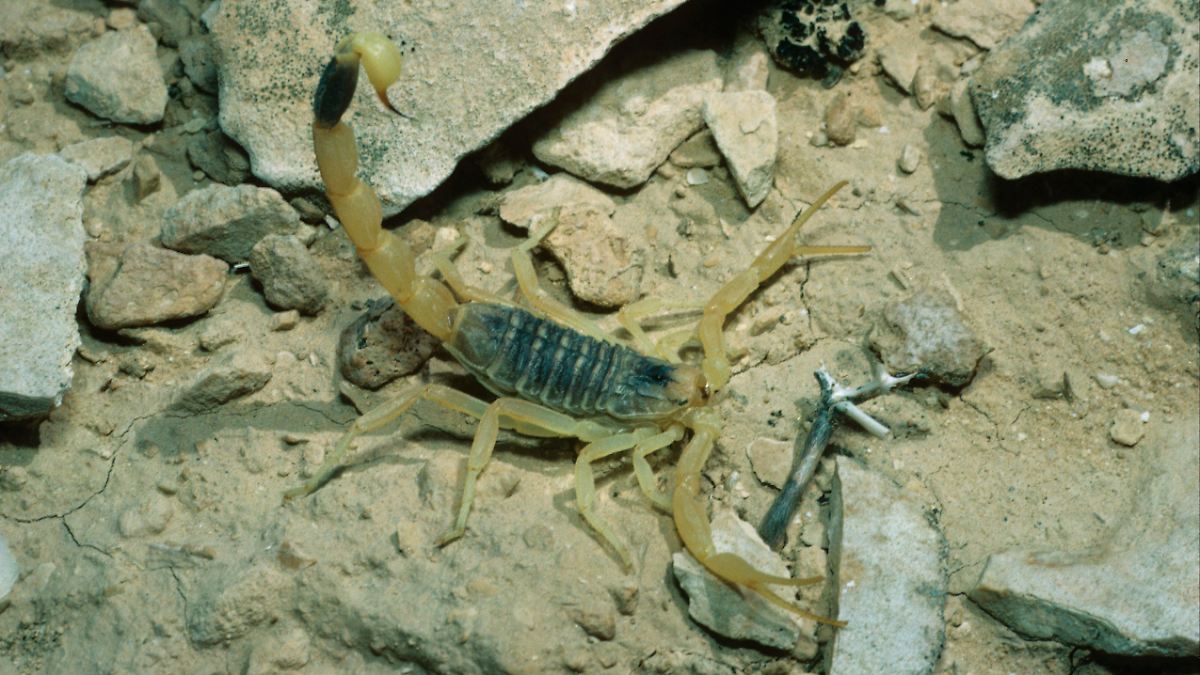 Ins Krankenhaus gebracht: Giftiger Skorpion sticht Frau am Düsseldorfer ...