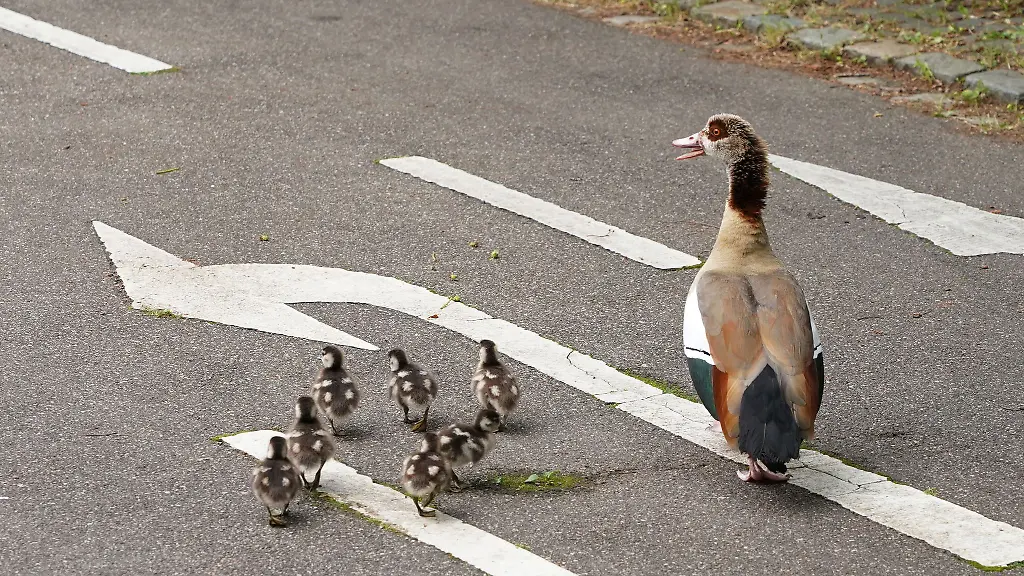 Eine-Entenfamilie-ueberquert-eine-Strasse