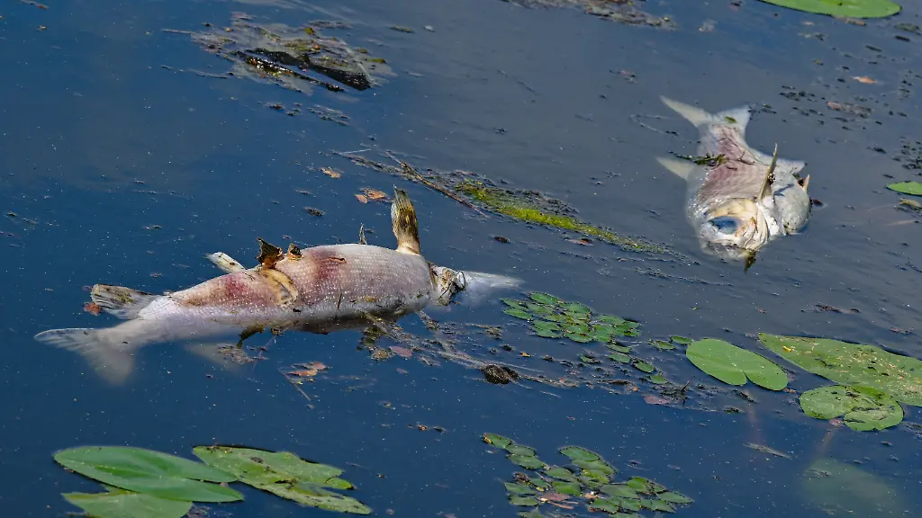Zwei-grosse-tote-Fische-von-etwa-50-Zentimetern-Laenge-treiben-an-der-Wasseroberflaeche-im-Winterhafen-einem-Nebenarm-des-deutsch-polnischen-Grenzflusses-Oder-Auch-Schnecken-und-Muscheln-sind-verendet-Im-August-2022-gab-es-schon-einmal-ein-massenhaftes-Fischsterben-in-der-Oder-Nun-wurden-auch-in-Polen-viele-tote-Fische-in-dem-Fluss-entdeckt