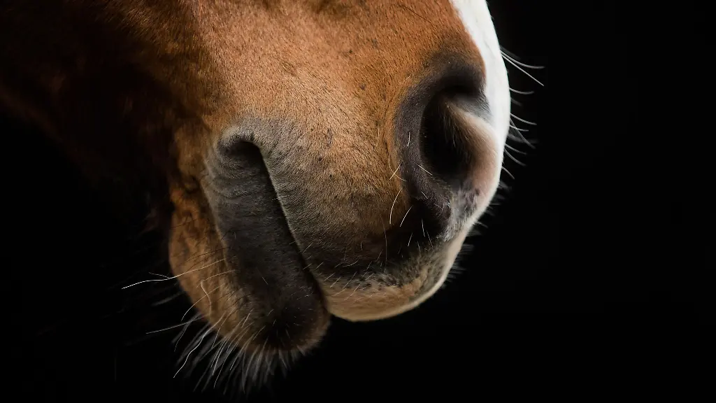 Ein-verletztes-Pferd-im-Landkreis-Luechow-Dannenberg-beschaeftigt-die-Ermittler