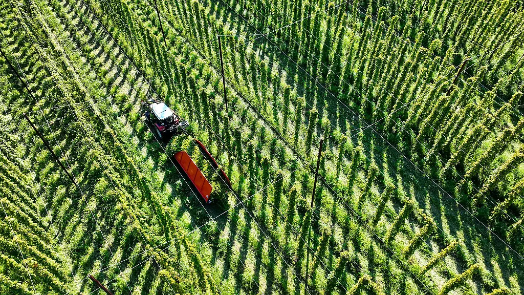 Weniger-Ertrag-bei-Hopfenernte-in-Tettnang