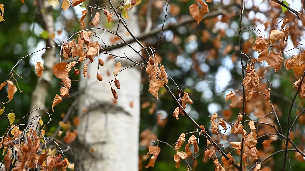Wie-gross-das-Ausmass-des-Schadens-infolge-von-Hitze-und-Trockenheit-im-Wald-ist-laesst-sich-noch-nicht-sagen