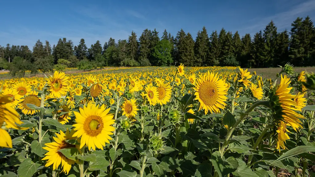 Am-Montag-wird-es-sonnig-und-heiter