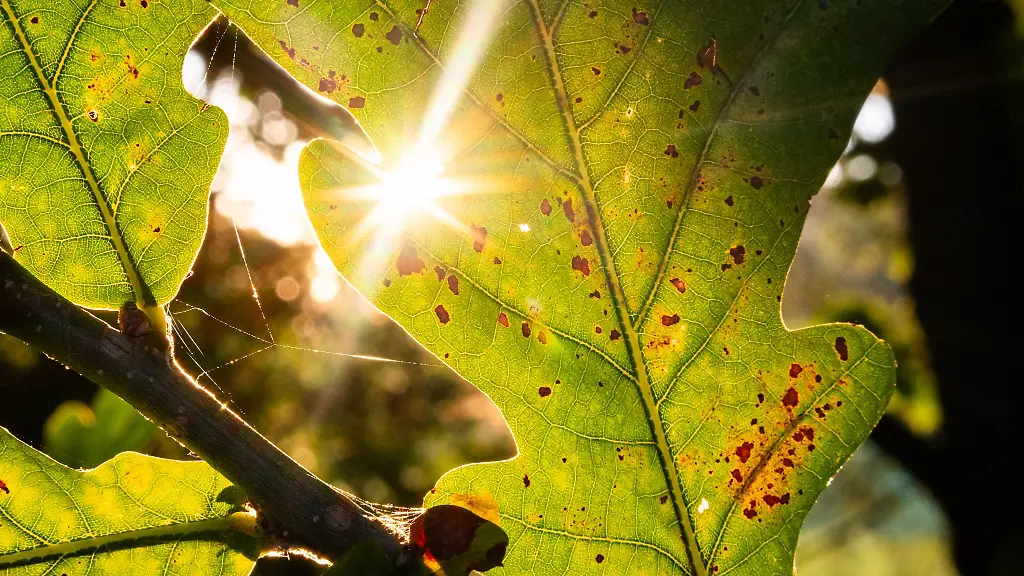 Zum-Wochenstart-zeigt-sich-das-Wetter-von-seiner-angenehmen-Seite