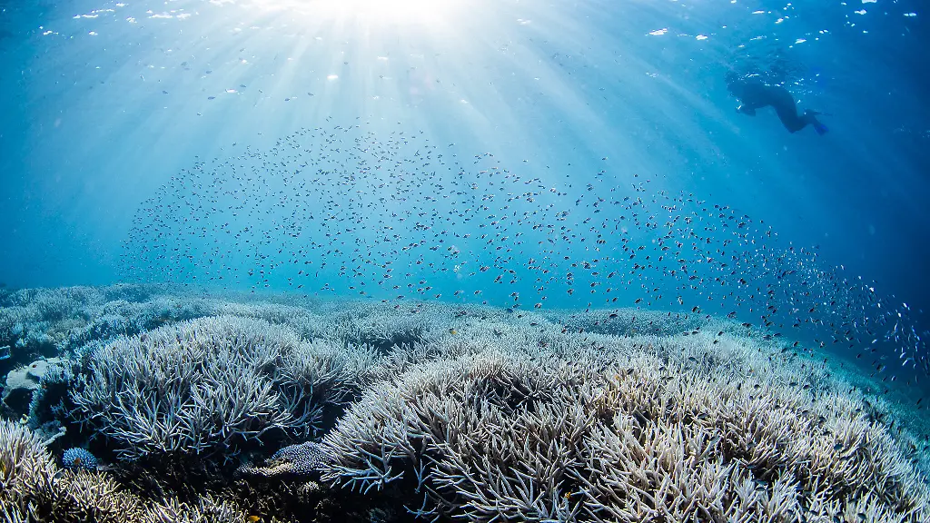 HANDOUT-Ein-Taucher-bewegt-sich-im-suedlichen-Bereich-des-Great-Barrier-Reefs-Wegen-deutlich-erhoehter-Wassertemperaturen-ist-bei-dem-Naturwunder-die-fuenfte-Massenbleiche-von-Korallen-innerhalb-von-nur-acht-Jahren-bestaetigt-worden-Dies-teilte-die-zustaendige-Behoerde-Great-Barrier-Reef-Marine-Park-Authority-GBRMPA-am-08-03-2024-mit