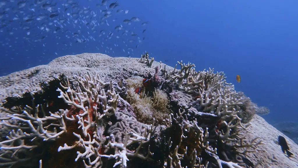 Ein-Paerchen-Tomaten-Clownfische-Amphiprion-frenatus-die-in-einer-Kolonie-von-Blasenanemonen-Entacmaea-quadricolor-in-einer-Hoehle-einer-Riesenhirnkoralle-Pseudodiploria-strigosa-leben