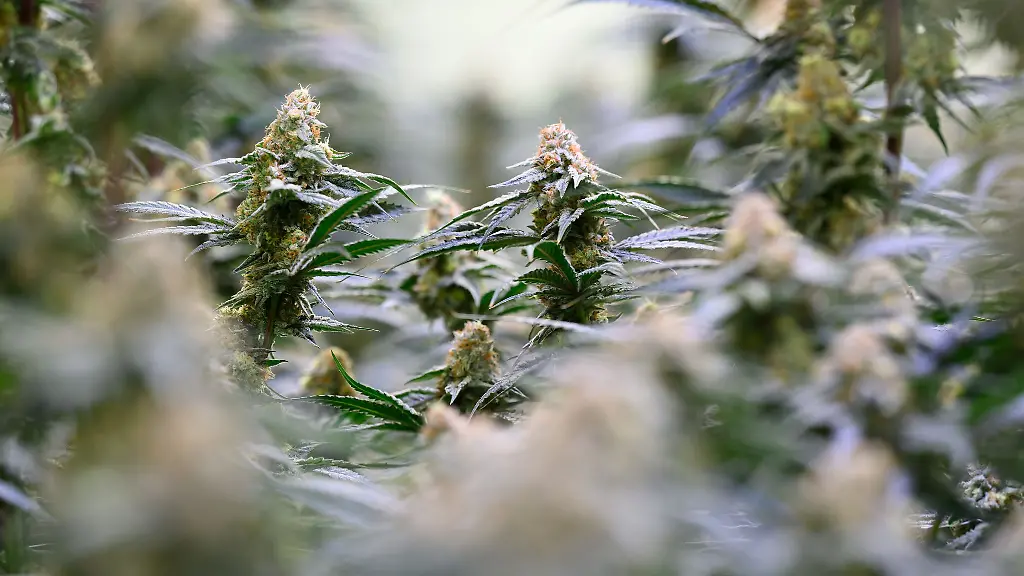15-Cannabispflanzen-fanden-Beamte-bei-einem-jungen-Mann-in-der-Wohnung