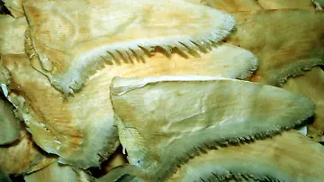 27057057