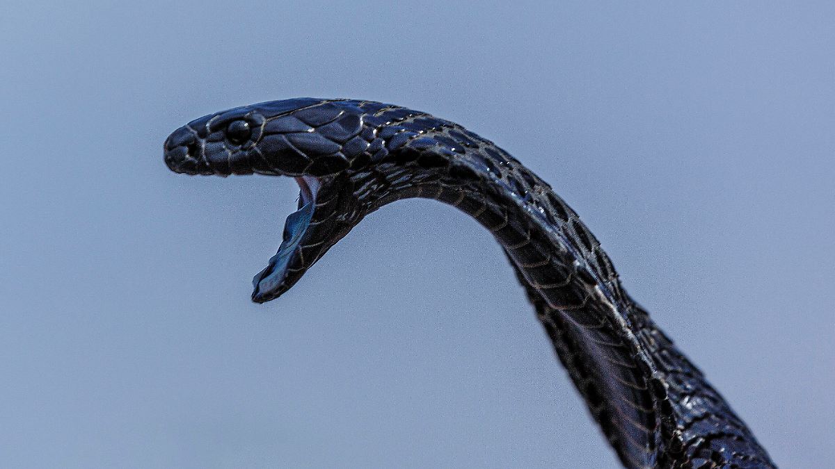 Sparse data: Snakebites kill far more people than previously thought