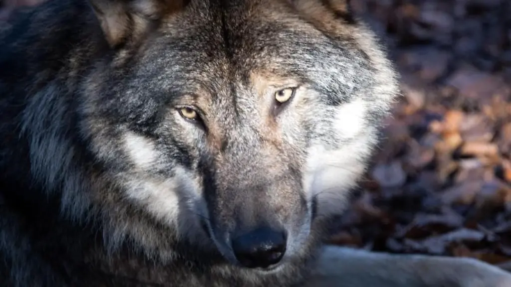 Ein-Wolf-liegt-auf-dem-Waldboden