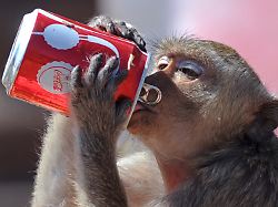 Berlin Tag & Macht: Gib dem Affen keinen Zucker! Und auch keine Cola Zero!