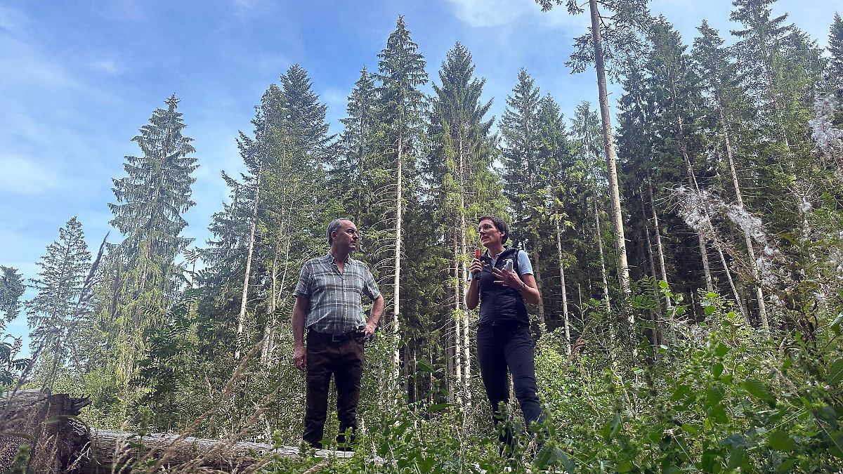 Bayern: Erfolgreicher Kampf gegen Borkenkäfer im Bayerischen Wald