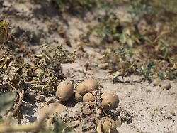 Gravierende Dürre-Schäden: Agrarminister: Landwirtschaft erlebt Krise von nationaler Tragweite