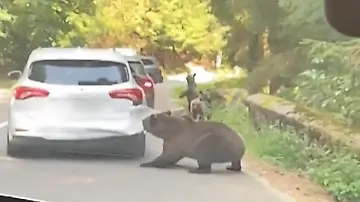 Baer