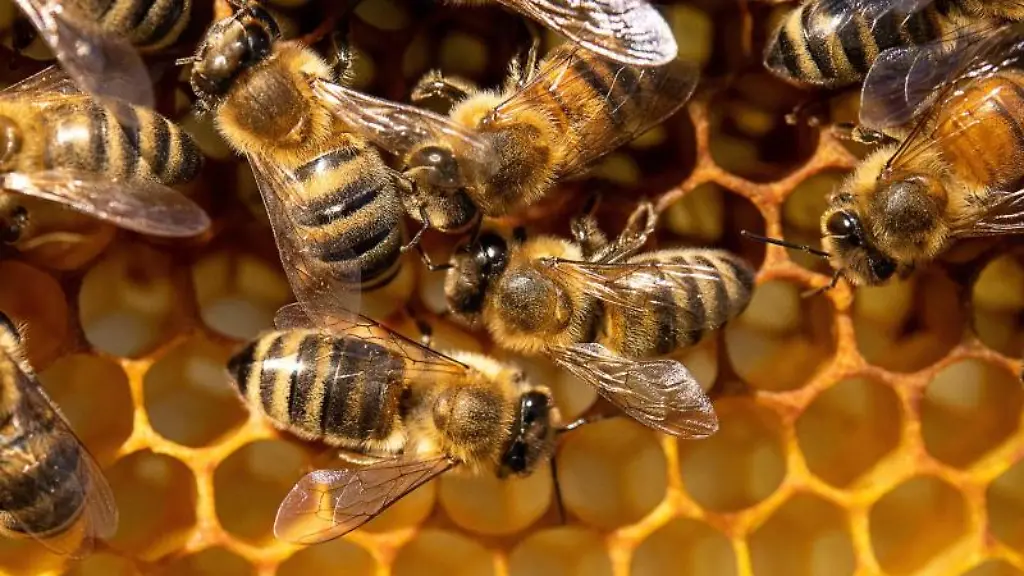 Honigbienen-sitzen-auf-einer-Wabe