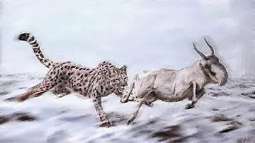 Gepard oder Puma_ Analyse klärt Abstammung von amerikanischer Gro
