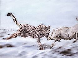 Gepard%20oder%20Puma %20Analyse%20kl%C3%A4rt%20Abstammung%20von%20amerikanischer%20Gro