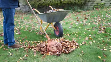Laub im Garten