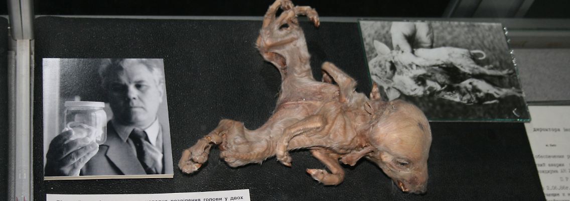 Verstümmelte Fehlgeburt eines Hundewelpen aus der Todeszone von Tschernobyl im Tschernobyl-Museum in Kiew.