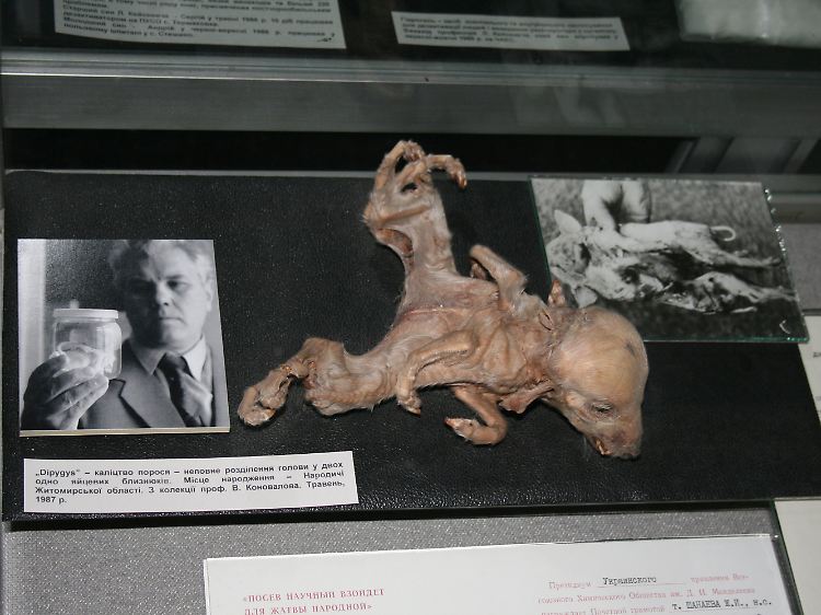 Verstümmelte Fehlgeburt eines Hundewelpen aus der Todeszone von Tschernobyl im Tschernobyl-Museum in Kiew.