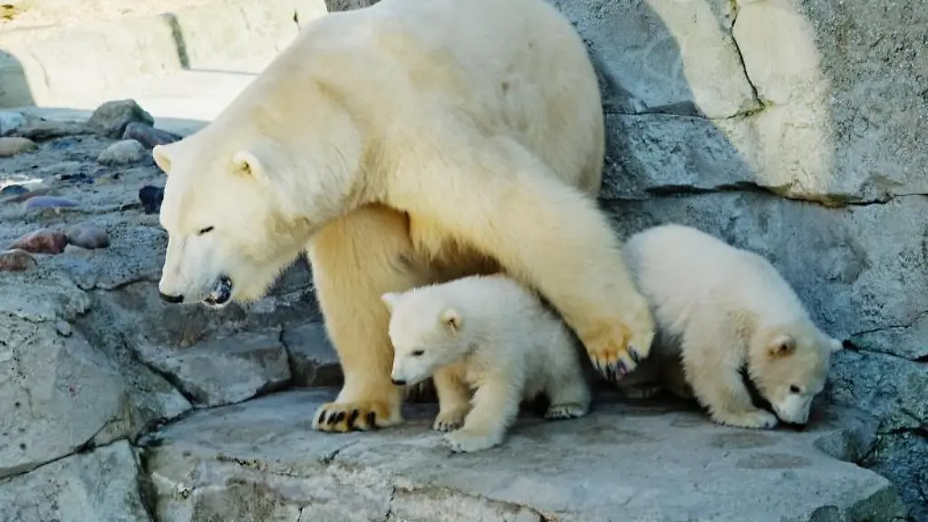 Die-Anfang-Dezember-im-Bremerhavener-Zoo-am-Meer-geborenen-Eisbaeren-Zwillinge-sind-mit-Mama-Valeska-in-der-Aussenanlage
