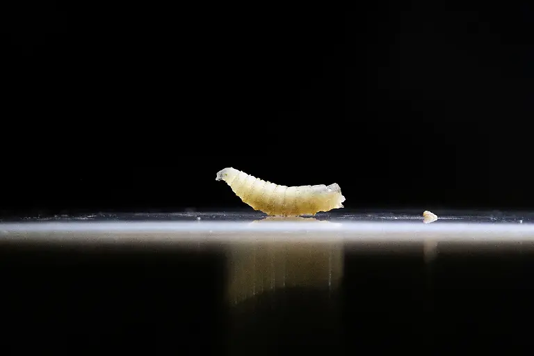 2026-09-05T100217Z_20471909_RC2VFFAQ3PHZ_RTRMADP_3_USA-FARM-SCREWWORM-HORSES