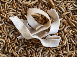 Seit 2018 in der EU erlaubt: Darum sind Insekten als Lebensmittel Mangelware