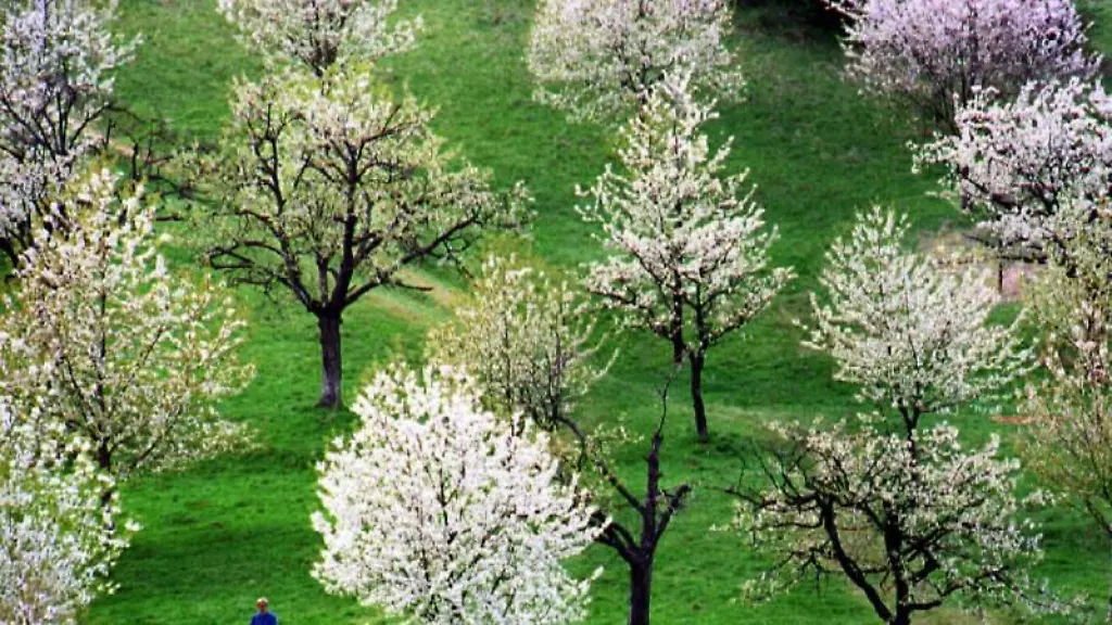 In-voller-Bluete-stehen-die-Baeume-auf-einer-Streuobstwiese