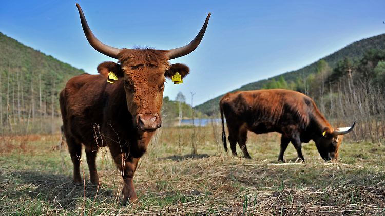 Heckrinder ähneln den im 17. Jahrhundert ausgerotteten Auerochsen.