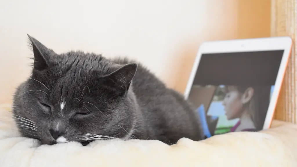 kinderlesenkatzen1-1